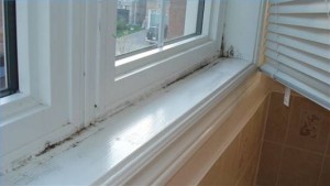 How serious a risk is mould in the home?