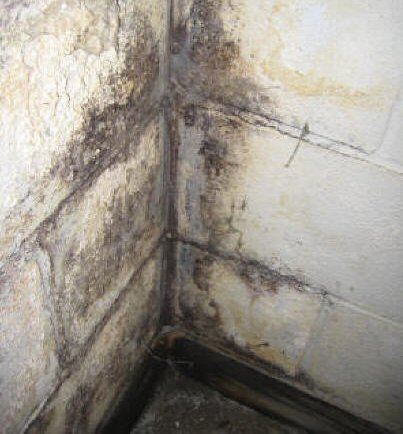 Mould and your health